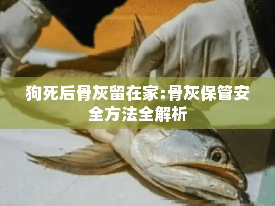 狗死后骨灰留在家:骨灰保管安全方法全解析