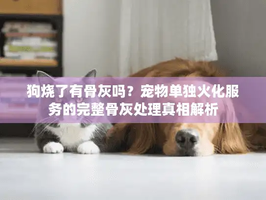 狗烧了有骨灰吗？宠物单独火化服务的完整骨灰处理真相解析