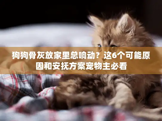 狗狗骨灰放家里总响动？这6个可能原因和安抚方案宠物主必看