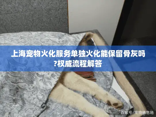 上海宠物火化服务单独火化能保留骨灰吗?权威流程解答