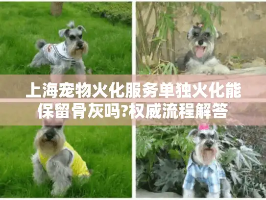 上海宠物火化服务单独火化能保留骨灰吗?权威流程解答