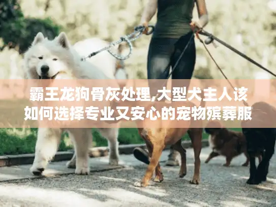 霸王龙狗骨灰处理,大型犬主人该如何选择专业又安心的宠物殡葬服务?
