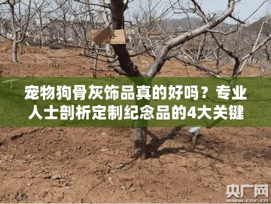 宠物狗骨灰饰品真的好吗？专业人士剖析定制纪念品的4大关键点