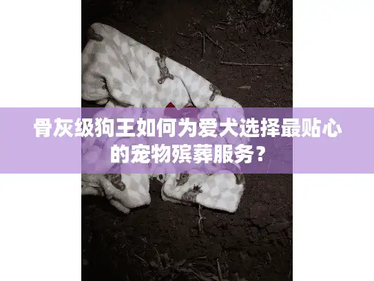 骨灰级狗王如何为爱犬选择最贴心的宠物殡葬服务？