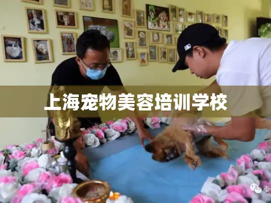 上海宠物美容培训学校