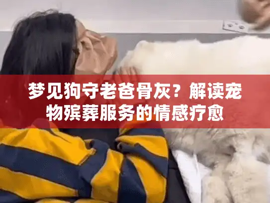 梦见狗守老爸骨灰？解读宠物殡葬服务的情感疗愈