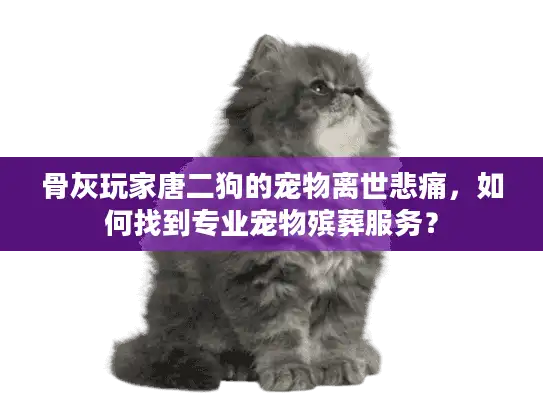 骨灰玩家唐二狗的宠物离世悲痛，如何找到专业宠物殡葬服务？