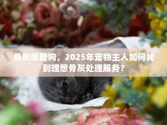 骨灰级鞋狗，2025年宠物主人如何找到理想骨灰处理服务？