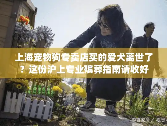 上海宠物狗专卖店买的爱犬离世了？这份沪上专业殡葬指南请收好