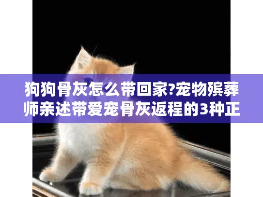 狗狗骨灰怎么带回家?宠物殡葬师亲述带爱宠骨灰返程的3种正规方式