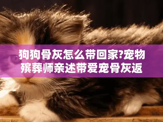 狗狗骨灰怎么带回家?宠物殡葬师亲述带爱宠骨灰返程的3种正规方式