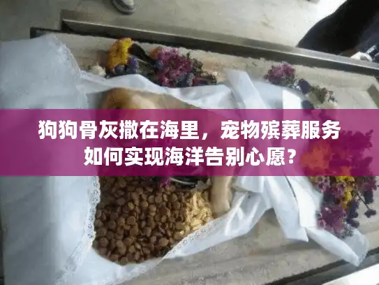 狗狗骨灰撒在海里，宠物殡葬服务如何实现海洋告别心愿？