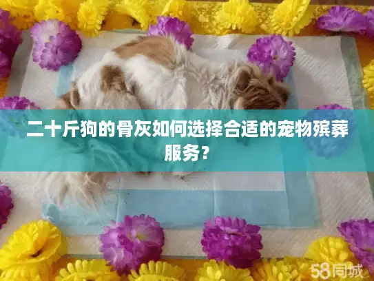 二十斤狗的骨灰如何选择合适的宠物殡葬服务？