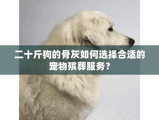 二十斤狗的骨灰如何选择合适的宠物殡葬服务？