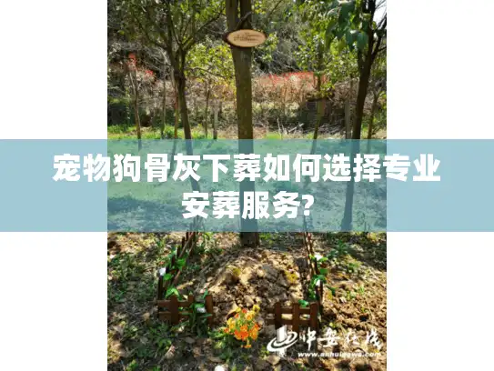宠物狗骨灰下葬如何选择专业安葬服务?