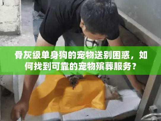 骨灰级单身狗的宠物送别困惑，如何找到可靠的宠物殡葬服务？