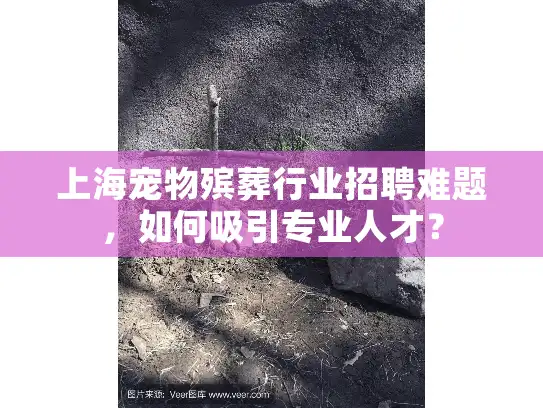 上海宠物殡葬行业招聘难题，如何吸引专业人才？