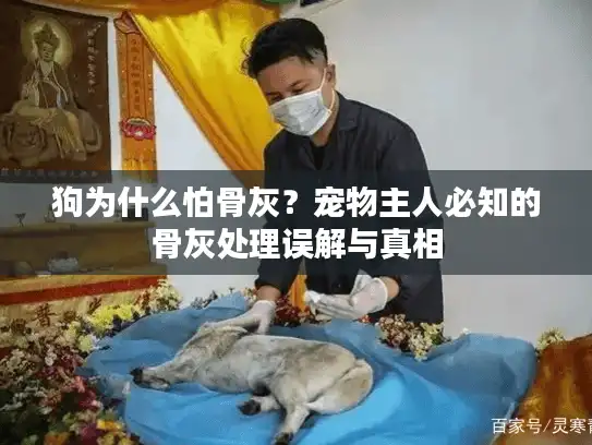 狗为什么怕骨灰？宠物主人必知的骨灰处理误解与真相