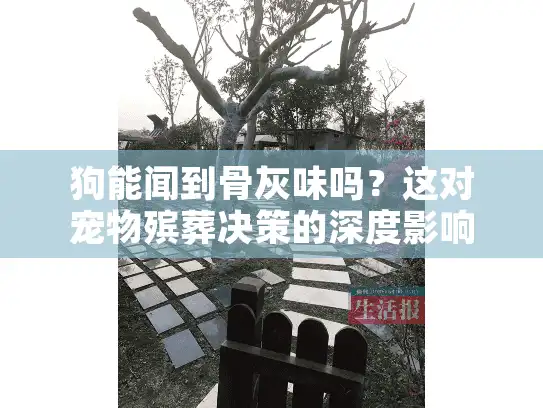 狗能闻到骨灰味吗？这对宠物殡葬决策的深度影响
