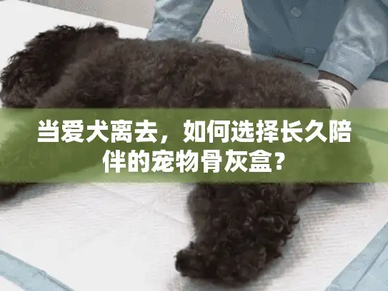 当爱犬离去，如何选择长久陪伴的宠物骨灰盒？