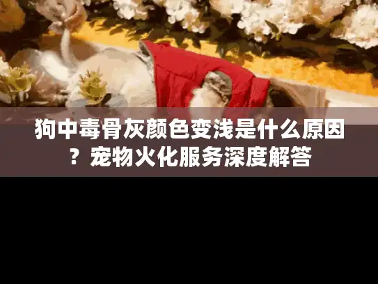 狗中毒骨灰颜色变浅是什么原因？宠物火化服务深度解答