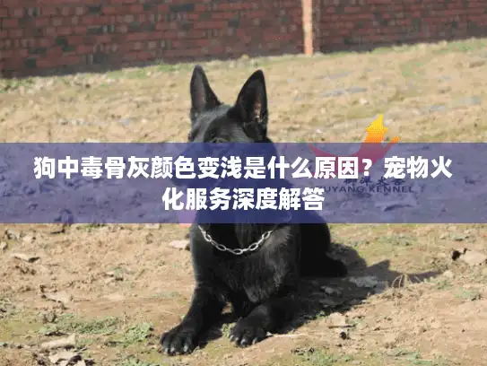 狗中毒骨灰颜色变浅是什么原因？宠物火化服务深度解答