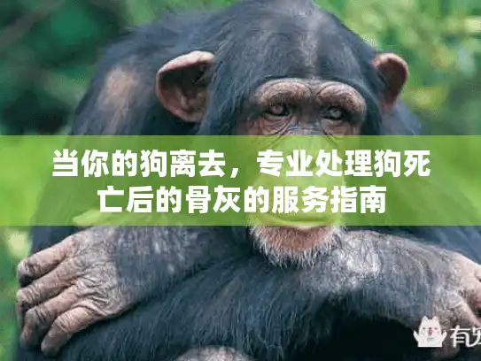 当你的狗离去，专业处理狗死亡后的骨灰的服务指南