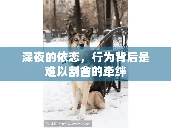 深夜的依恋，行为背后是难以割舍的牵绊