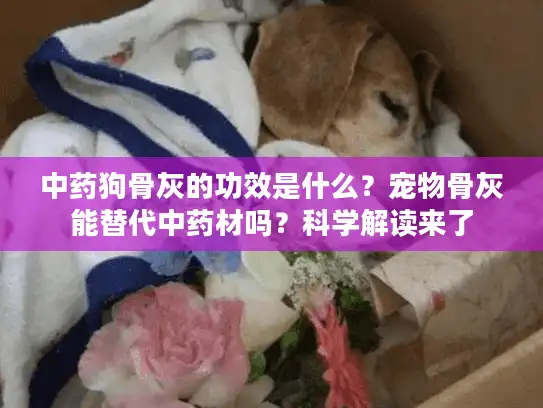 中药狗骨灰的功效是什么？宠物骨灰能替代中药材吗？科学解读来了