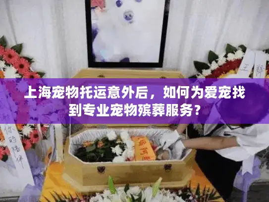 上海宠物托运意外后，如何为爱宠找到专业宠物殡葬服务？