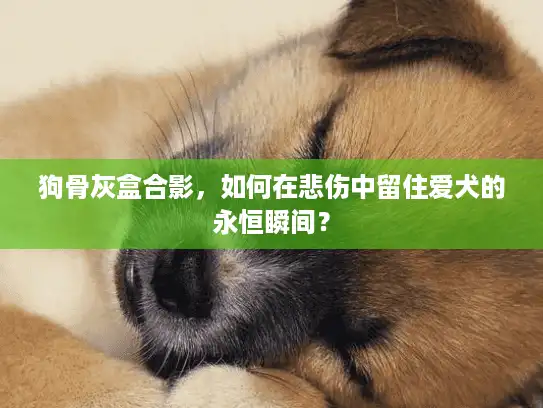 狗骨灰盒合影，如何在悲伤中留住爱犬的永恒瞬间？