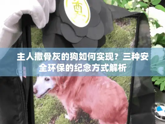 主人撒骨灰的狗如何实现？三种安全环保的纪念方式解析