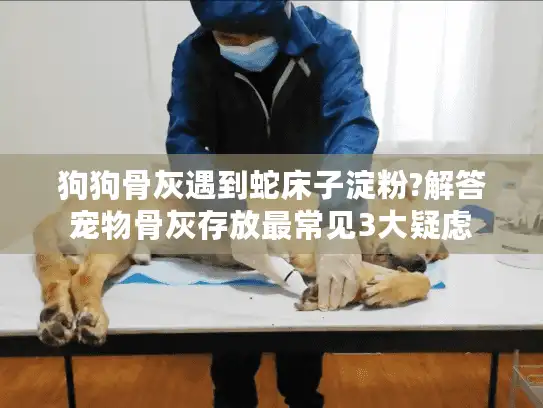 狗狗骨灰遇到蛇床子淀粉?解答宠物骨灰存放最常见3大疑虑