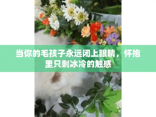 当你的毛孩子永远闭上眼睛，怀抱里只剩冰冷的触感