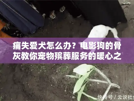 痛失爱犬怎么办？电影狗的骨灰教你宠物殡葬服务的暖心之道