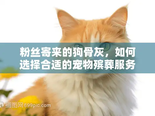 粉丝寄来的狗骨灰，如何选择合适的宠物殡葬服务？