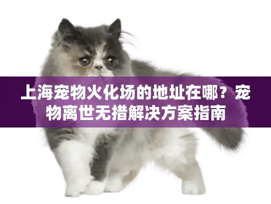 上海宠物火化场的地址在哪？宠物离世无措解决方案指南