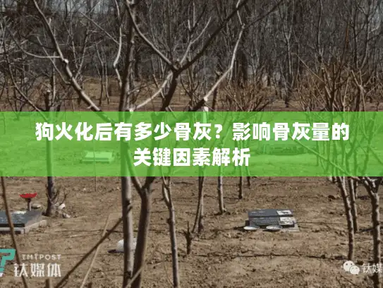 狗火化后有多少骨灰？影响骨灰量的关键因素解析