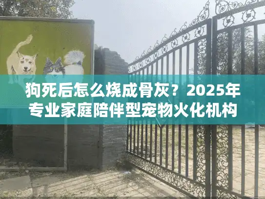 狗死后怎么烧成骨灰？2025年专业家庭陪伴型宠物火化机构服务指南