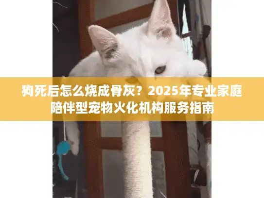 狗死后怎么烧成骨灰？2025年专业家庭陪伴型宠物火化机构服务指南