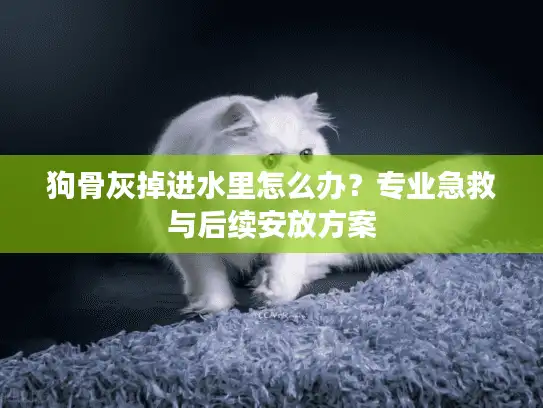 狗骨灰掉进水里怎么办？专业急救与后续安放方案