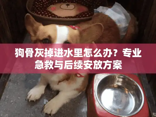 狗骨灰掉进水里怎么办？专业急救与后续安放方案