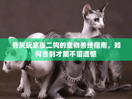 骨灰玩家张二狗的宠物善终指南，如何告别才能不留遗憾