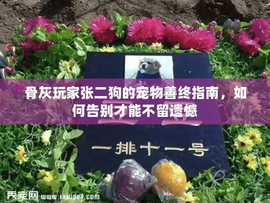 骨灰玩家张二狗的宠物善终指南，如何告别才能不留遗憾