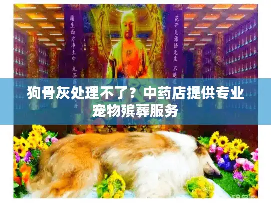 狗骨灰处理不了？中药店提供专业宠物殡葬服务