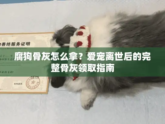 腐狗骨灰怎么拿？爱宠离世后的完整骨灰领取指南
