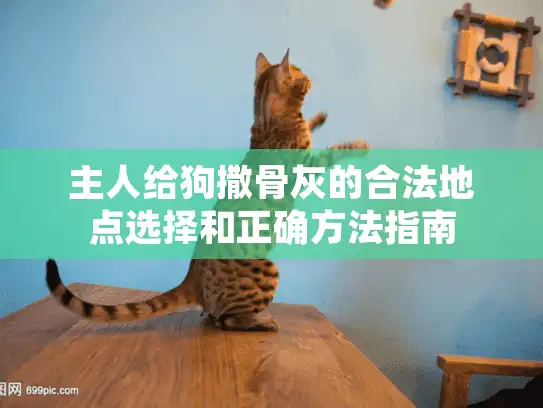 主人给狗撒骨灰的合法地点选择和正确方法指南