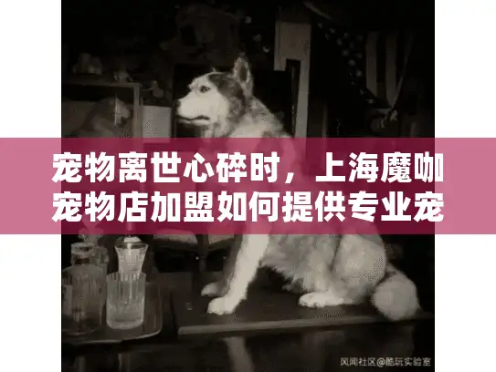 宠物离世心碎时，上海魔咖宠物店加盟如何提供专业宠物殡葬服务？