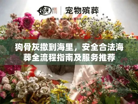 狗骨灰撒到海里，安全合法海葬全流程指南及服务推荐