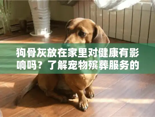 狗骨灰放在家里对健康有影响吗？了解宠物殡葬服务的真相